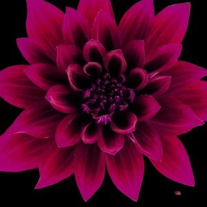 Meet your Posher, Wendy